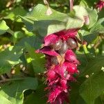 Leycesteria formosa Hedelmä