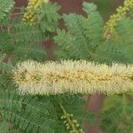 Faidherbia albida Blüte