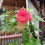 Hibiscus fragilis 花