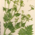 Anthriscus caucalis autre