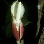 Philodendron squamiferum Floro