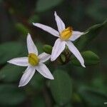 Solanum vaccinioides Flor