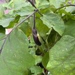 Solanum melongena Fruit