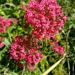 Centranthus ruberFlor