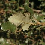 Quercus chrysolepis Liść