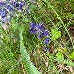 Polygala alpina Flor