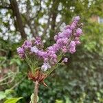 Syringa persica Flor