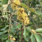 Castanea pumila 果実