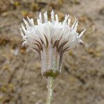 Chaenactis carphoclinia പുഷ്പം