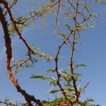 Vachellia seyal Folha