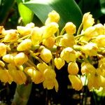 Grammatophyllum speciosum Žiedas