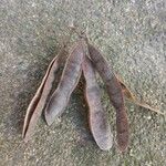 Robinia pseudoacacia Fruit