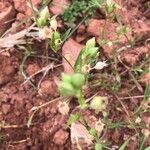 Silene apetala Fula