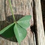 Crotalaria incana Лист