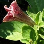 Petunia spp. Blomma