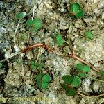 Marsilea strigosa Other