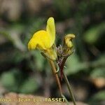 Linaria oblongifolia 花