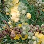 Verbascum densiflorum Blüte