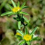 Pallenis spinosa Flower