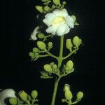 Amphilophium elongatum Flor