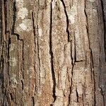 Toona sinensis Bark