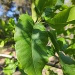 Pappea capensis Folla