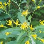 Senecio ovatus Flower