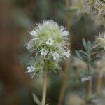 Thymus marschallianus Other