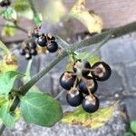 Solanum nigrumOwoc