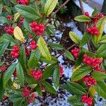 Cotoneaster salicifolius Плод