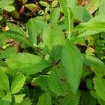 Fragaria virginiana Leaf