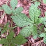 Hydrastis canadensis Leaf