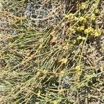 Ephedra distachya Агульны выгляд