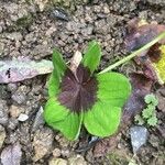 Oxalis tetraphylla Folio