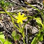 Hypoxis hygrometrica Flower