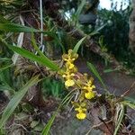 Gomesa uniflora Flower