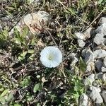 Calystegia spithamaea 花