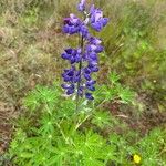 Lupinus nootkatensis Cvijet