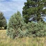 Juniperus scopulorum 整株植物
