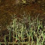 Catabrosa aquatica 花