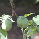 Sclerocarya birrea Плод