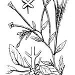 Epilobium lanceolatum Arall