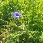 Centaurea sulphurea Flor