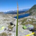 Carex vaginata ഇല