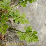 Asplenium lepidum Habitus