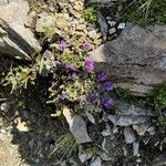 Linaria alpinaFleur