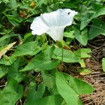 Calystegia silvatica 花