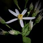 Eurybia schreberi Flower