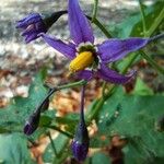 Solanum dulcamara Blomst