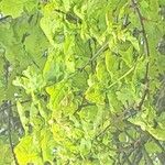 Quercus × rosacea Hoja